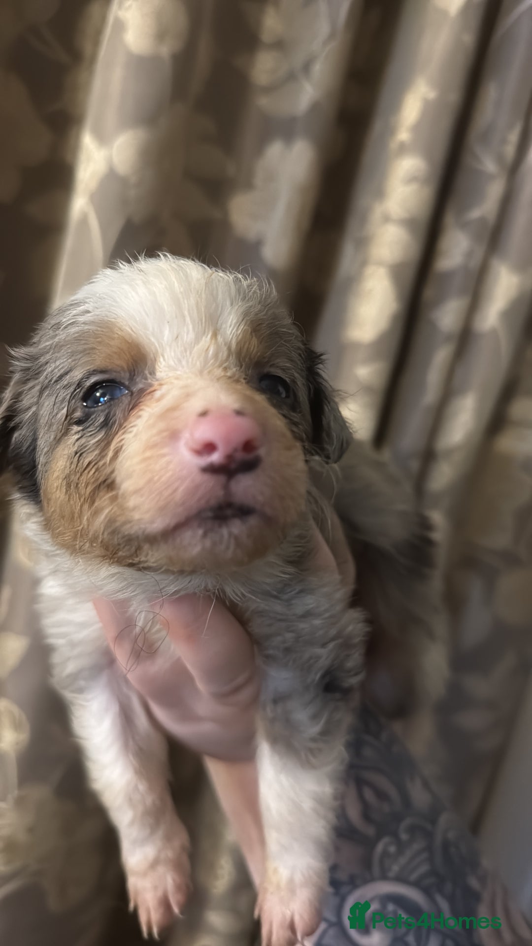 Border Collie dogs for sale: Merle border collies - Advert 11