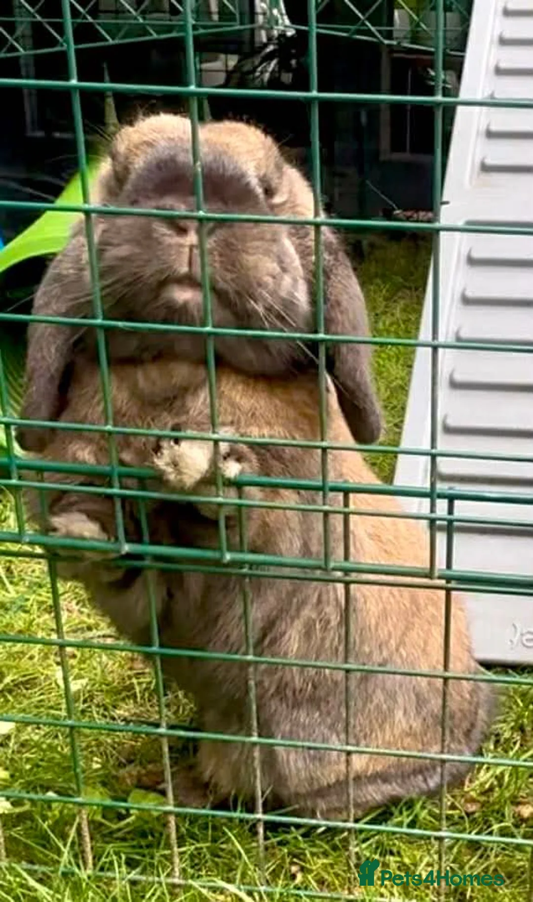 Mini Lop rabbits for sale: Gorgeous 1 Year Old Mini Lop For Rehoming  in London - Advert 2