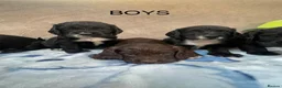 Cocker Spaniel dogs for sale: Beautiful Cocker Spaniel Puppies–4 Girls & 6 Boys - Advert 6