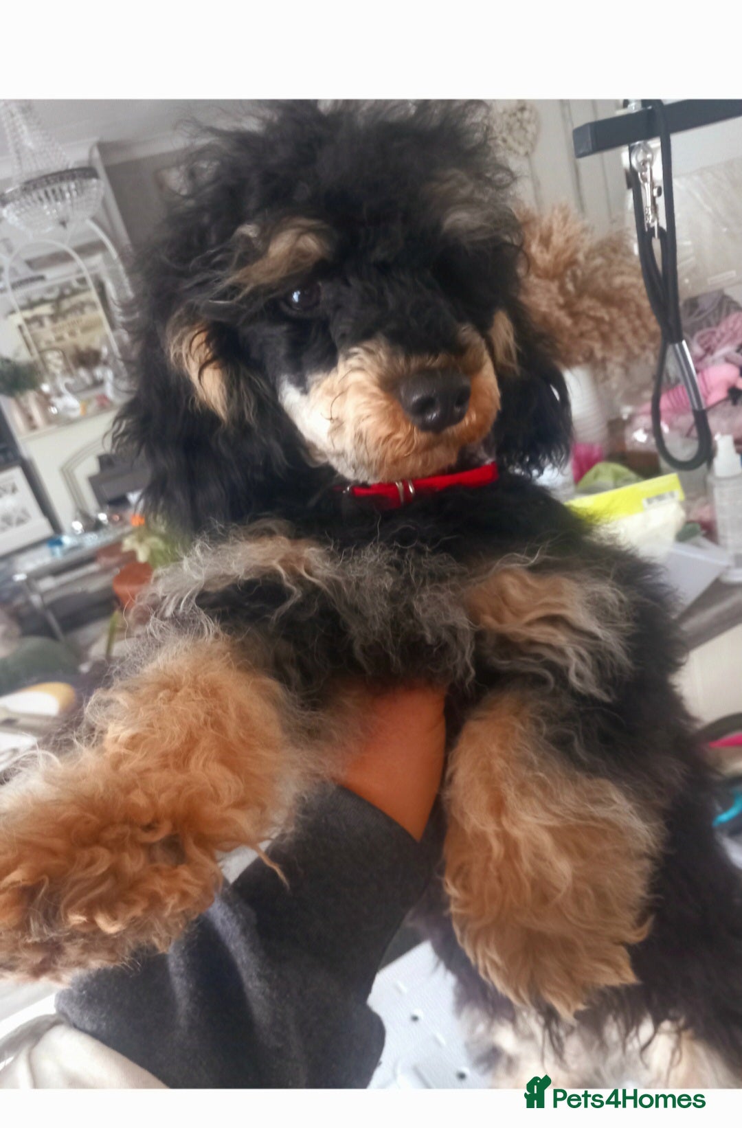 Toy Poodle dogs for stud: *2 STUDS AVAILABLE*FULL PEDIGREE SILVER & PHANTOM in Colwyn Bay - Advert 5