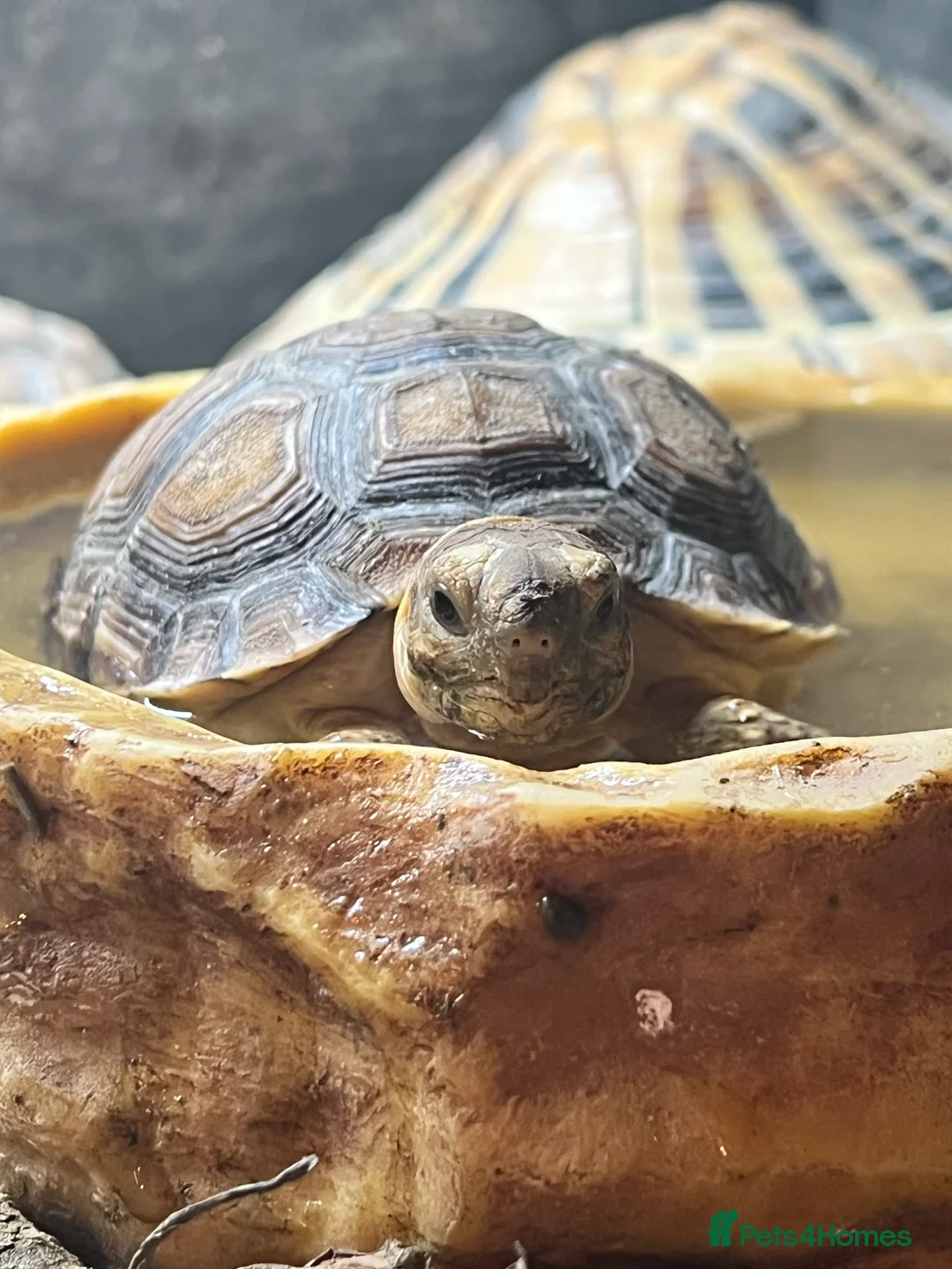 Tortoise reptiles for sale: Full tortoise setup and tortoise  - Advert 5