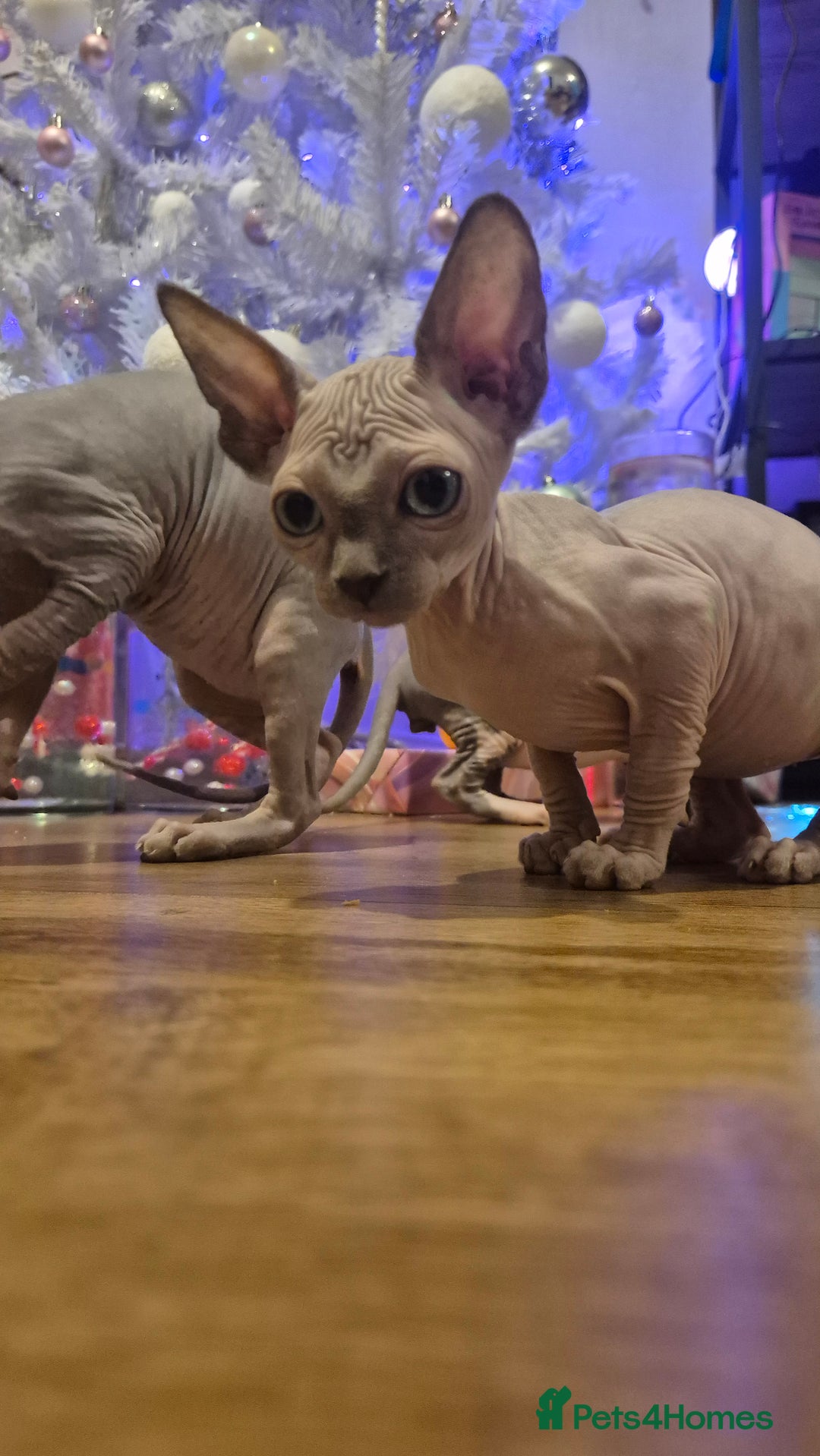 Sphynx cats for sale: Exclusive Sphynx Kittens Looking for Forever Homes - Advert 12