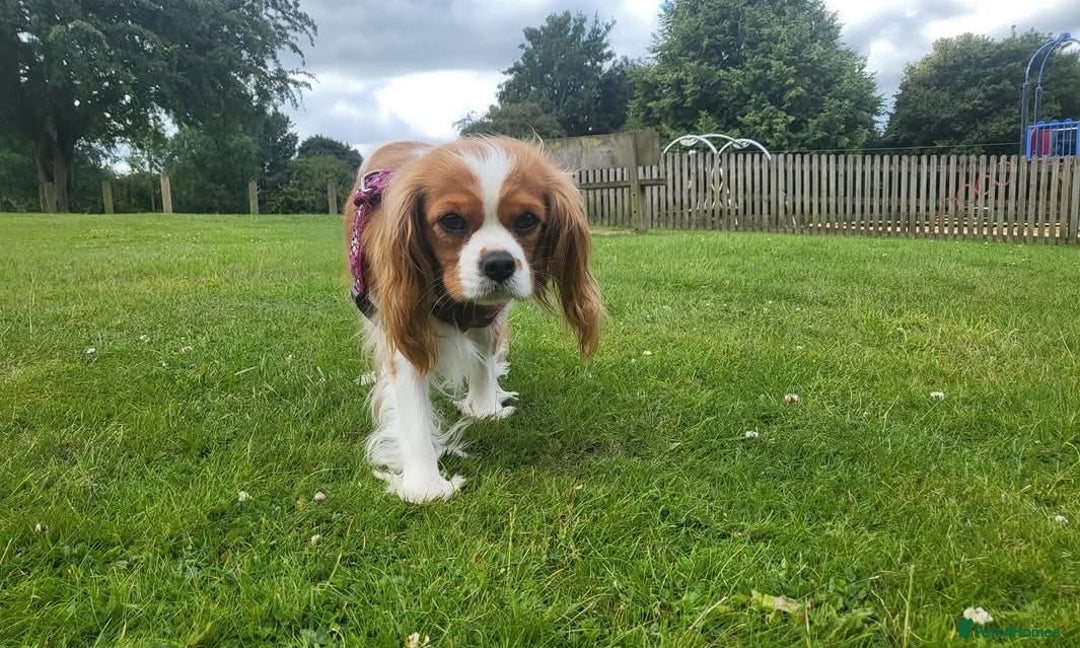 Cavalier King Charles Spaniel dogs for sale: Milly and Blossom - Image 7