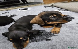 Dachshund dogs for sale: Kc wirehaired daschund puppies  - Image 19