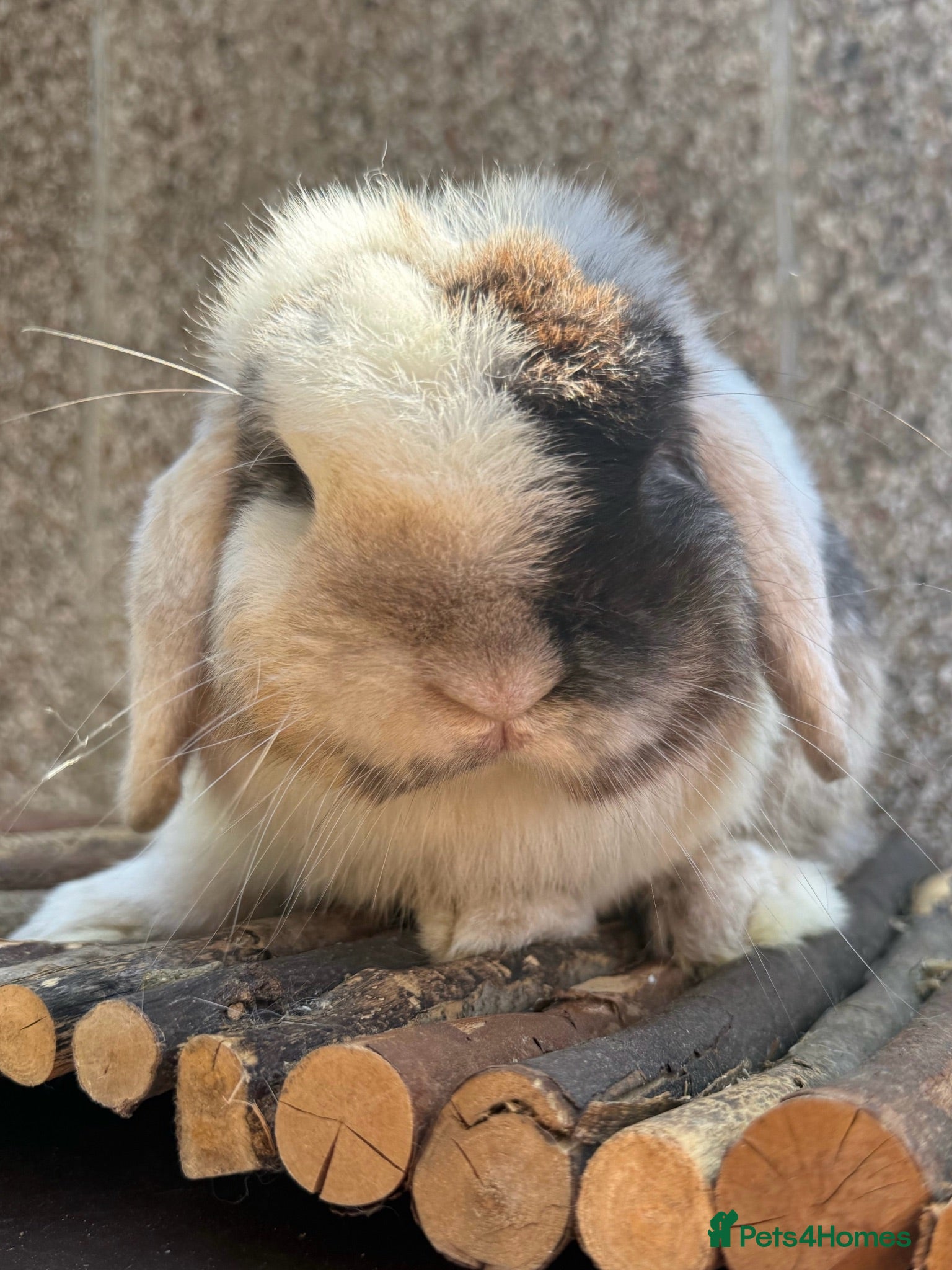 Mini Lop rabbits Babies for Reservation  - Advert 1