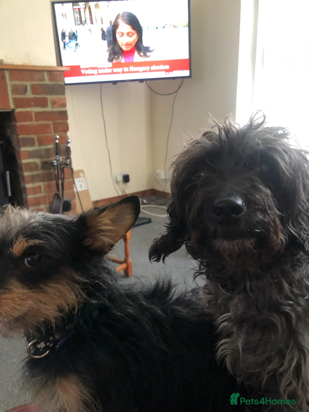 Mixed Breed dogs for sale: 2 jackapoo/chipoo puppies in Sittingbourne - Advert 2