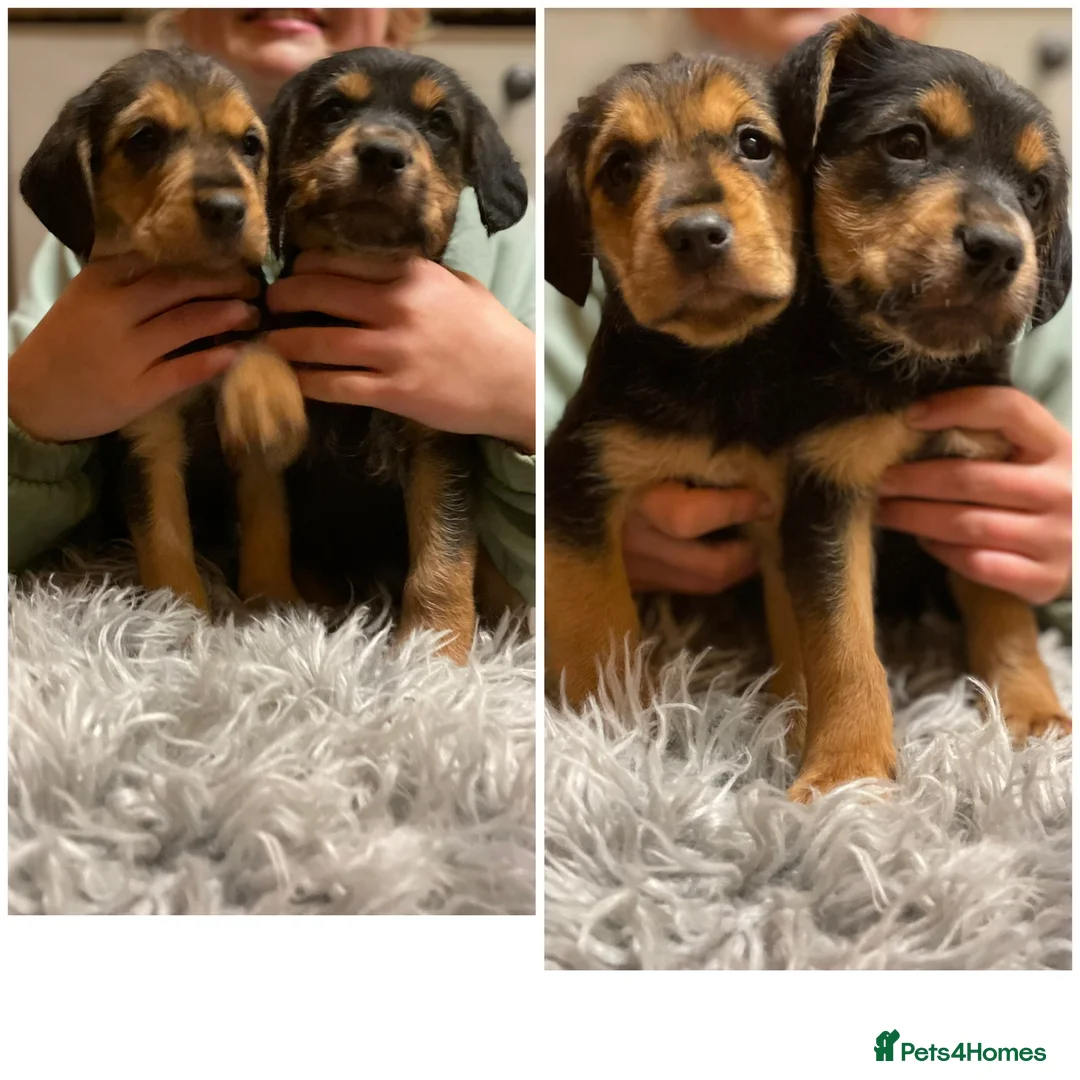 Mixed Breed dogs for sale: Beautiful Border Terrier X Show cocker spaniels  - Advert 1