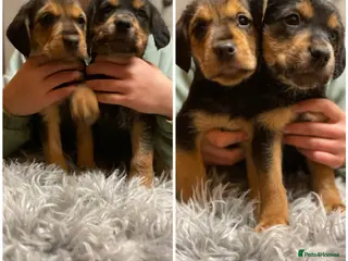 Mixed Breed dogs Beautiful Border Terrier X Show cocker spaniels - Advert 1