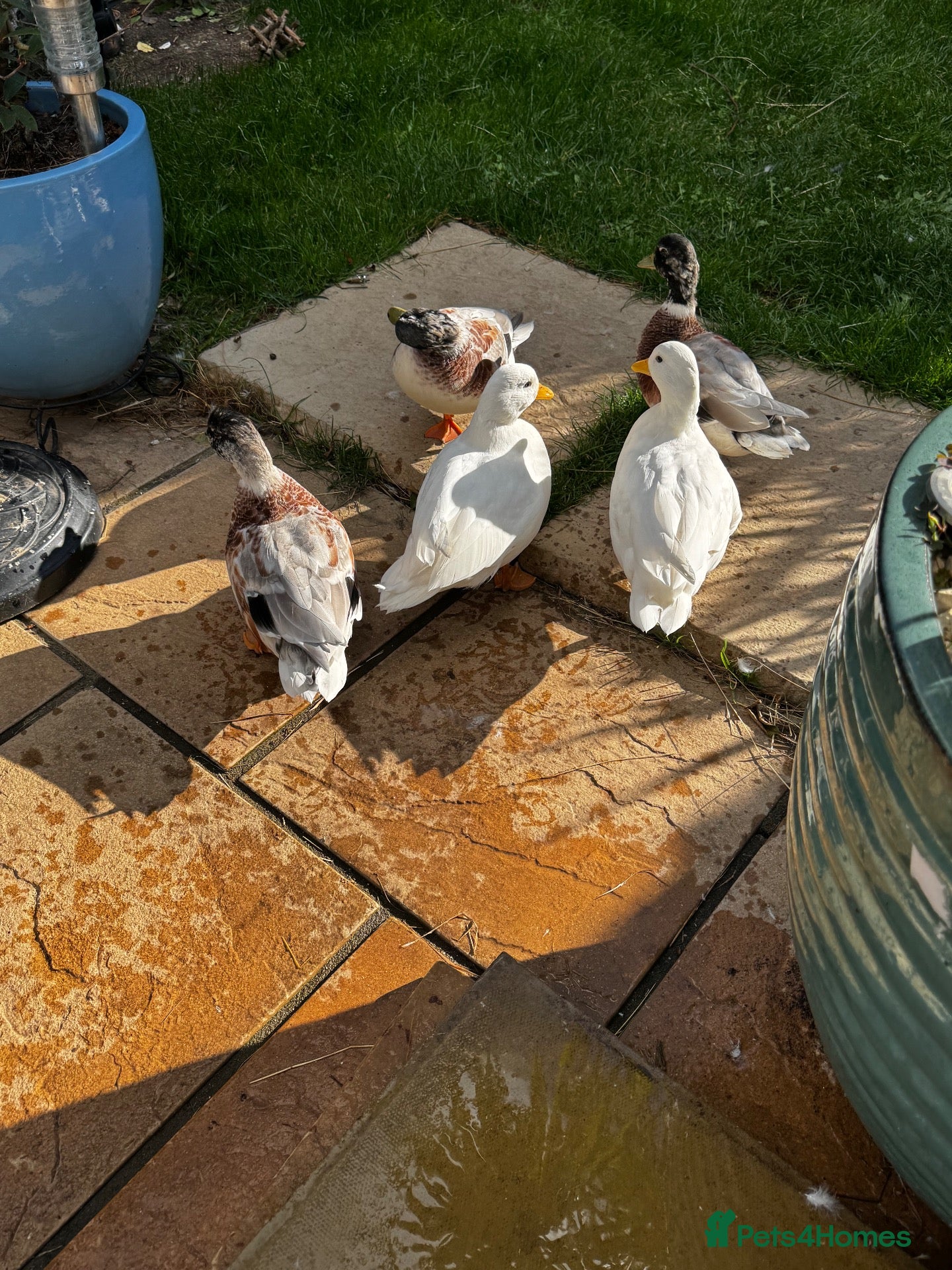 Ducks poultry Male Call ducks  - Advert 1