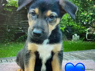 German Shepherd dogs GSD X COLLIE,BIG CHUNKY FARM BRED PUPS. - Advert 6
