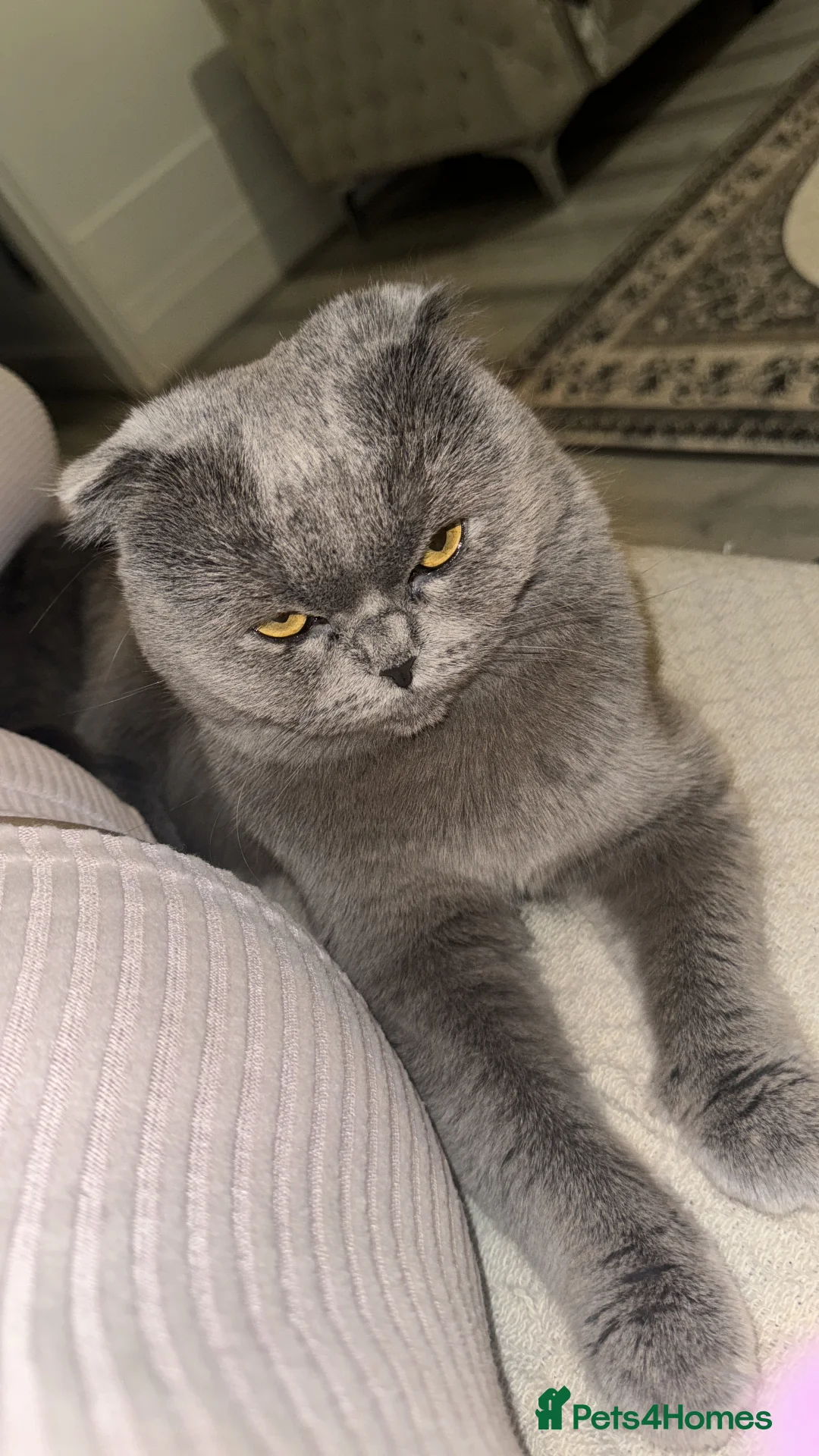 Scottish Fold cats for sale: Looking for a new home for Thomas - Advert 3