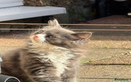 Mixed Breed cats for sale: Fluffy beautiful kitten - Advert 5