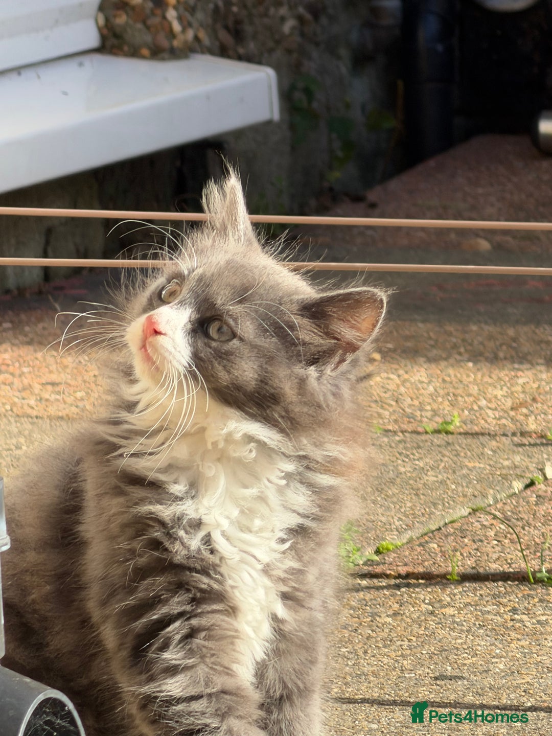 Mixed Breed cats for sale: Fluffy beautiful kitten - Advert 5