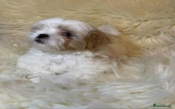 Shih Tzu dogs for sale: Five Adorable Puppies Looking for Loving Families - Image 20