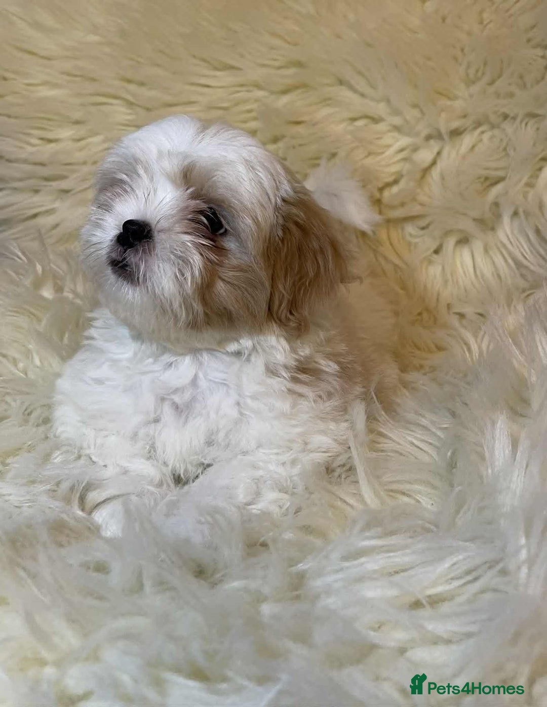 Shih Tzu dogs for sale: Five Adorable Puppies Looking for Loving Families - Image 20