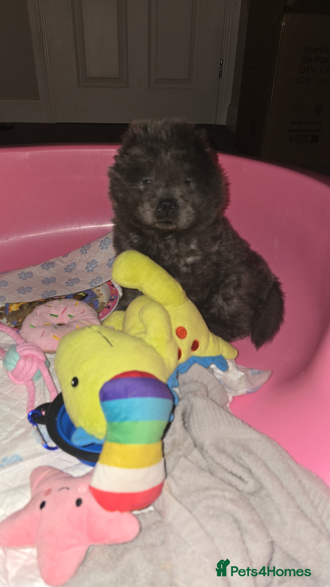 Chow Chow dogs for sale: Stunning blue chow chow female pup - Advert 3