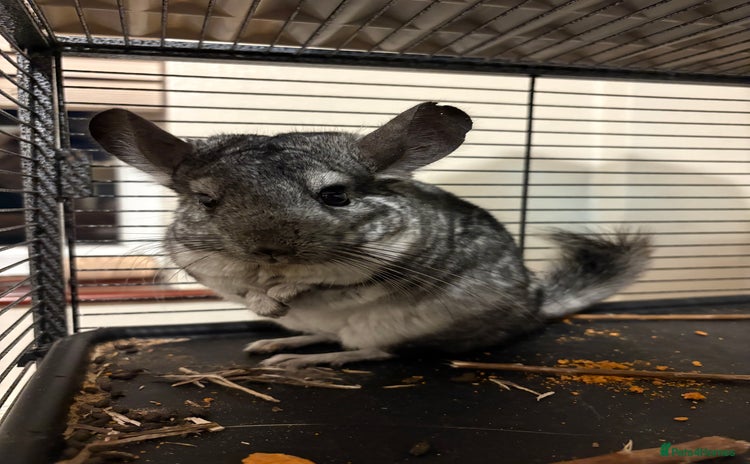 Chinchilla rodents - Advert 15