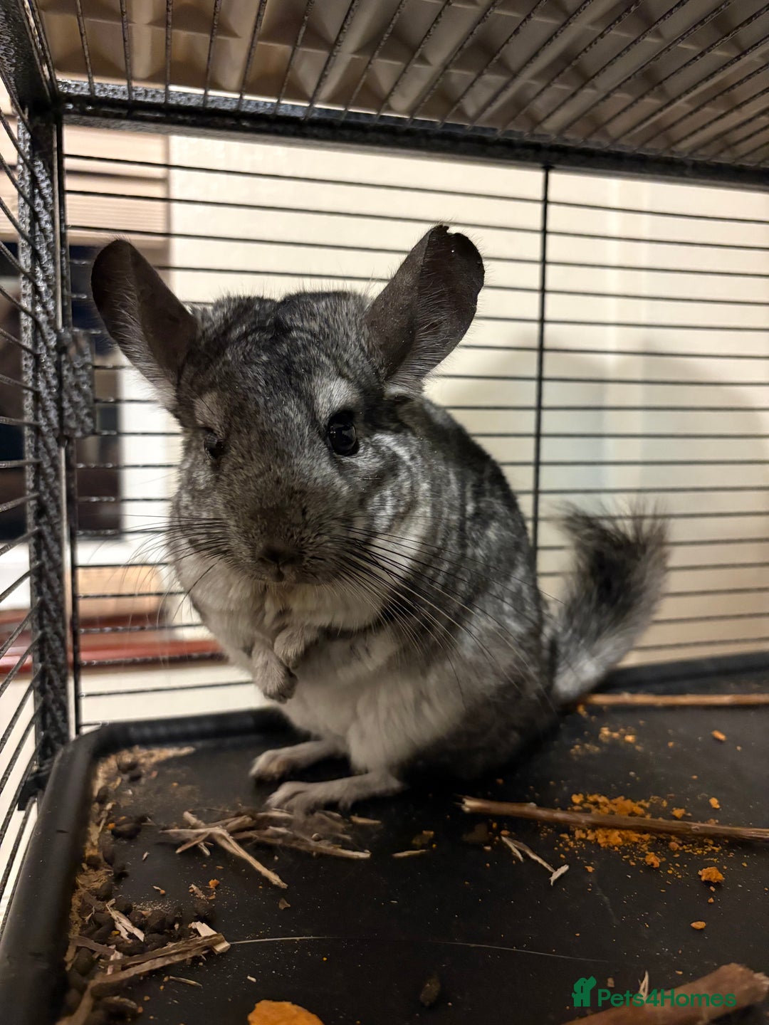 Chinchilla rodents for sale: 2 male chinchillas  - Image 1