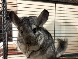 Chinchilla rodents - Advert 9