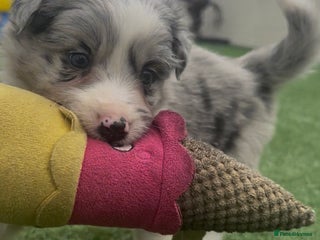 Border Collie dogs - Advert 22