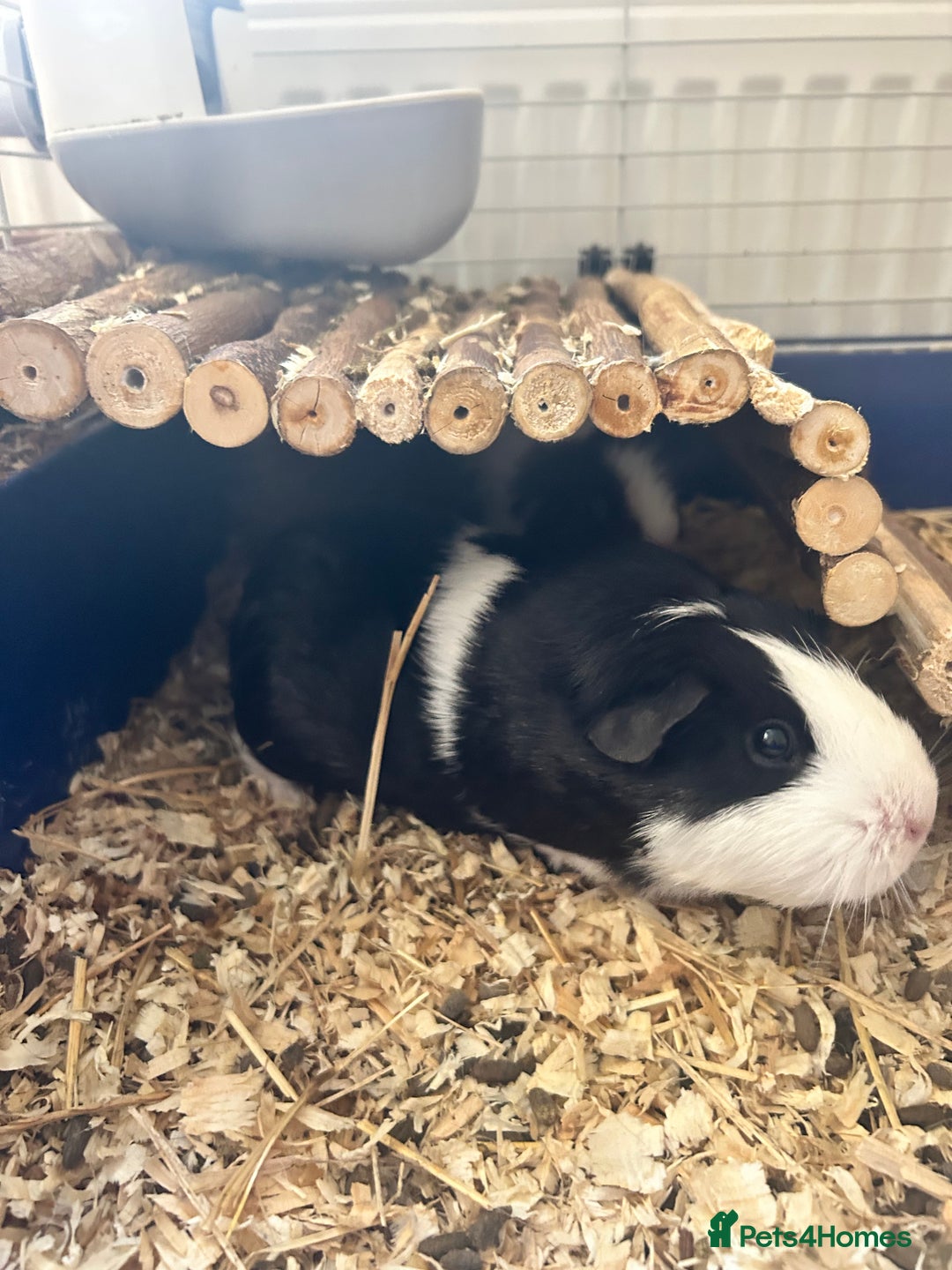 Guinea Pig rodents for sale: 2 beautiful bonded girls - 7 months old  in Doncaster - Image 2