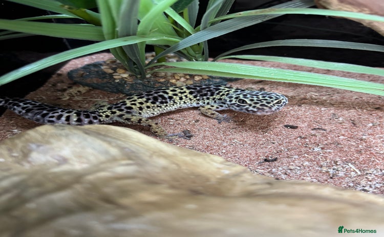 Leopard Gecko reptiles - Advert 1