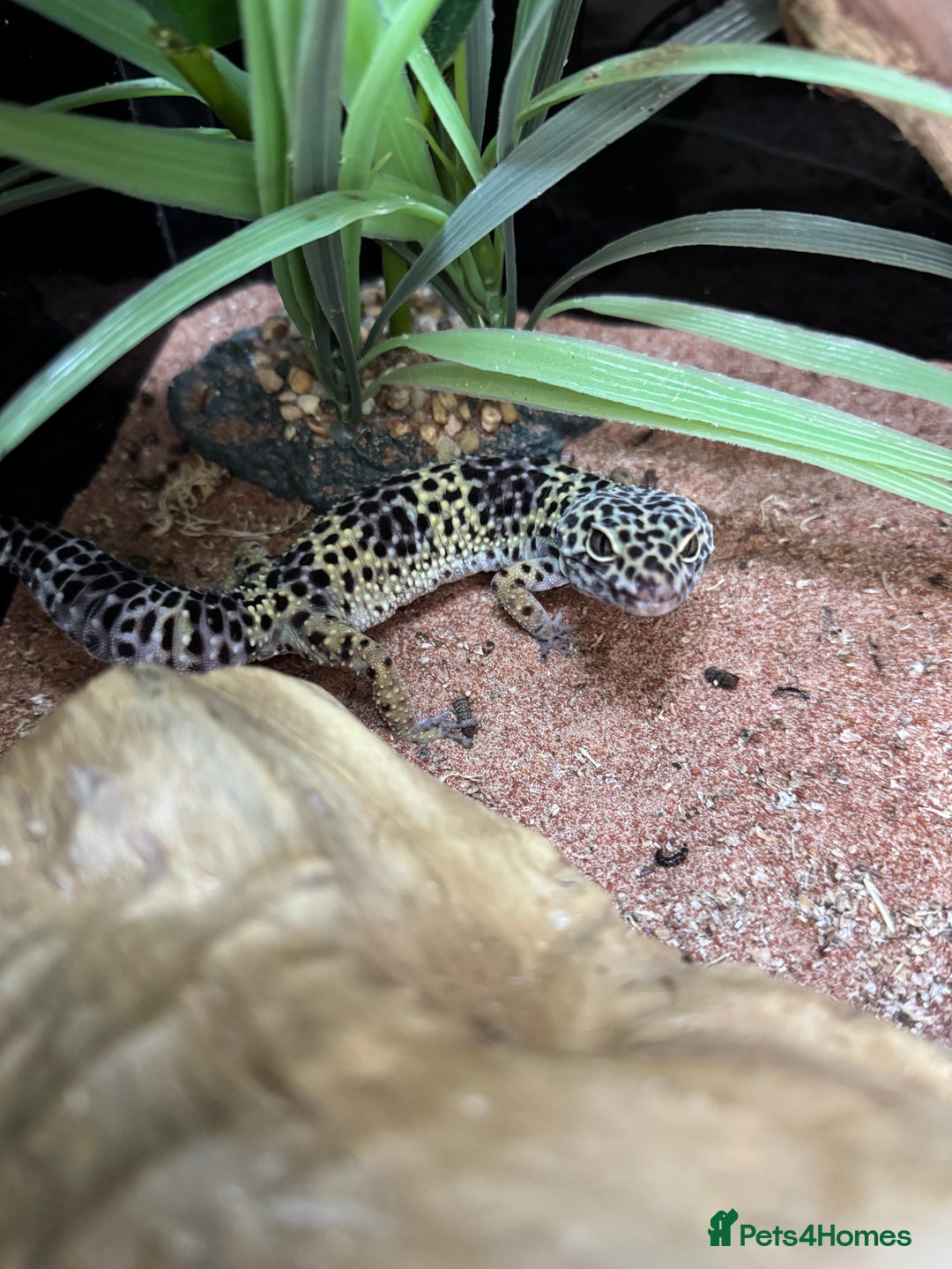 Leopard Gecko reptiles for sale: Leopard Gecko for sale - Image 1
