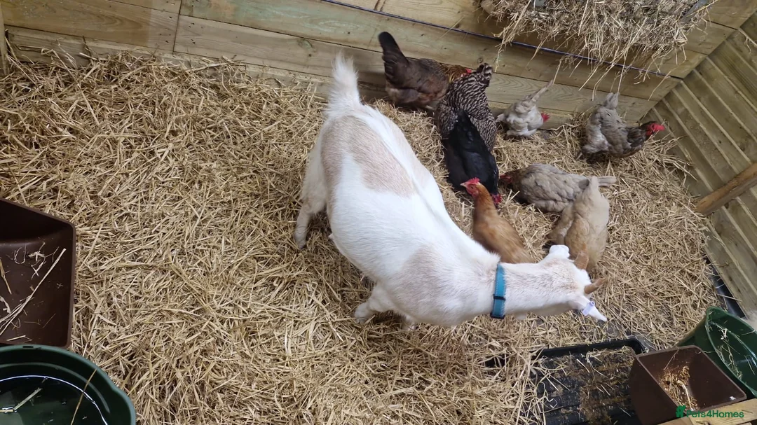 Goats livestock for sale: Mum and son pygmy goats in Helensburgh - Advert 2