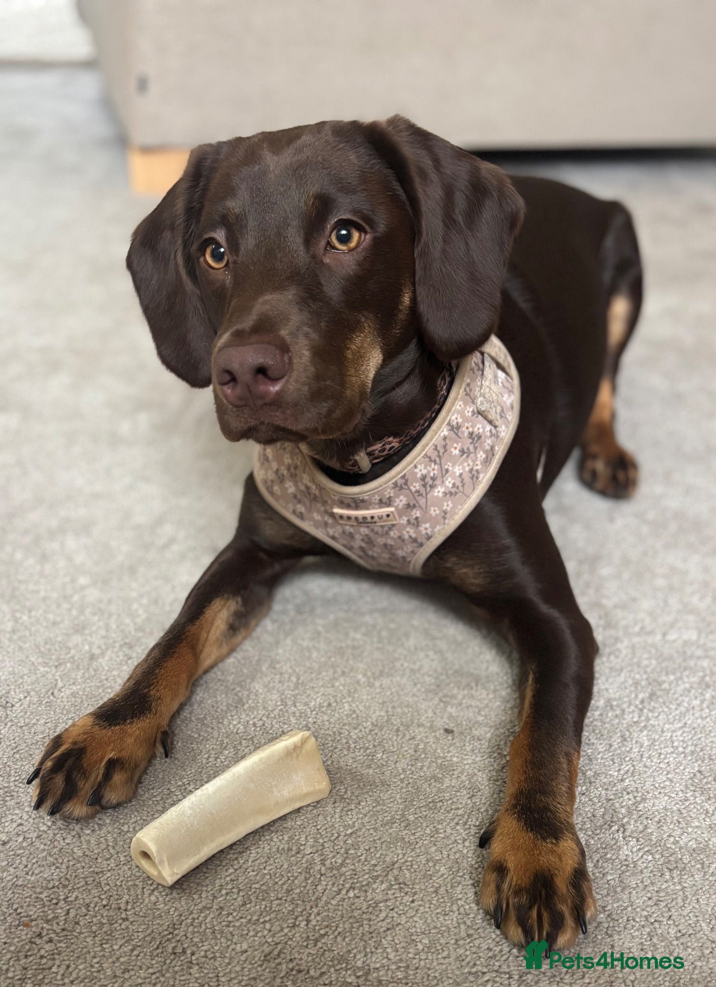 Cockerdor dogs for sale: Cockerdor Puppies for sale🐶🐾 - Advert 10