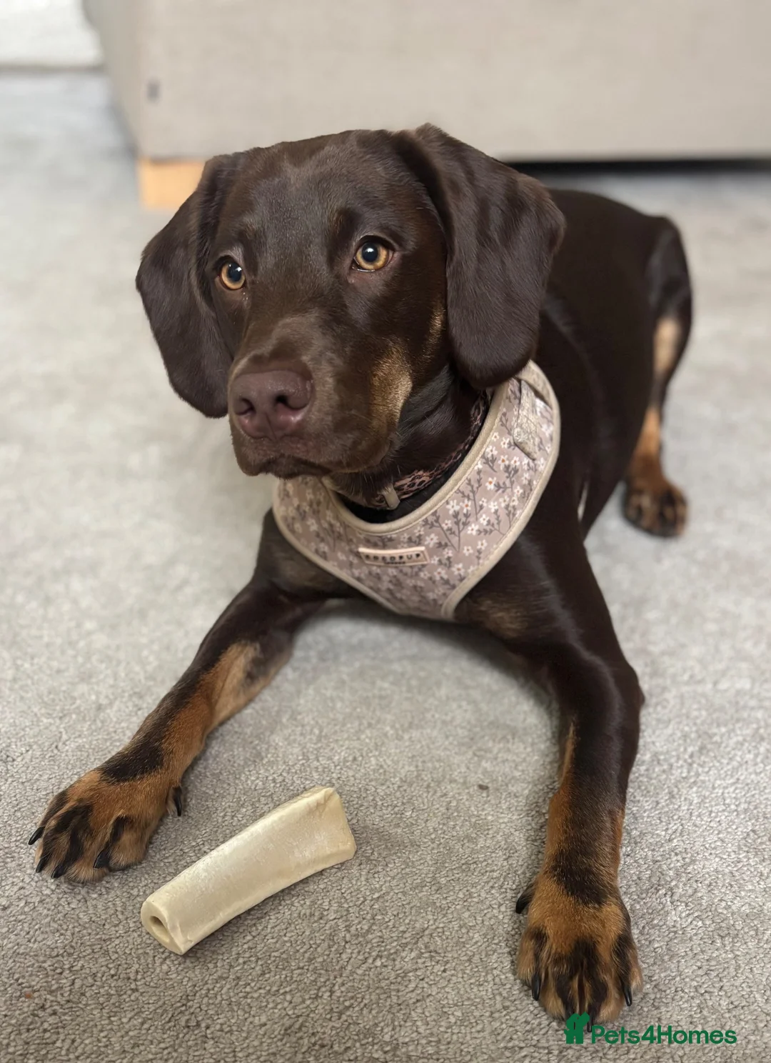 Cockerdor dogs for sale: Cockerdor Puppies for sale🐶🐾 - Advert 1