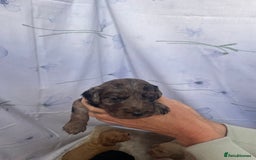 Cockapoo dogs for sale: F1 cockapoo puppies - Image 11