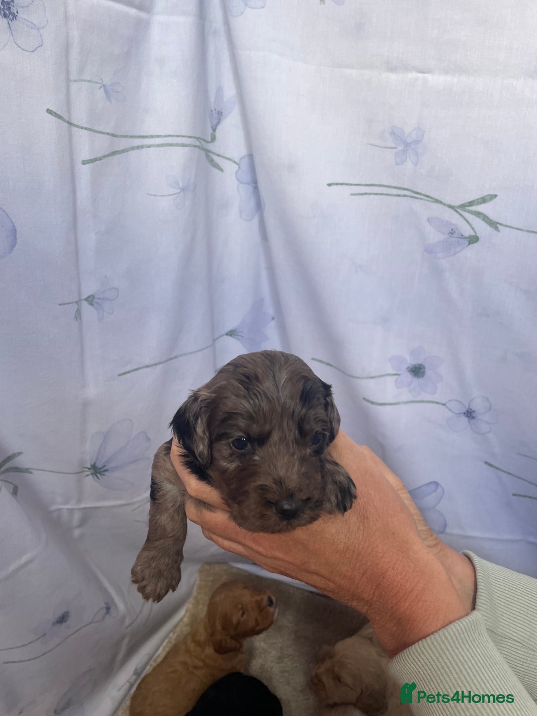 Cockapoo dogs for sale: F1 cockapoo puppies - Image 11