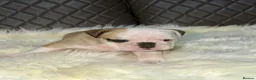 English Bulldog dogs for sale: KC registered English Bulldog Puppies  in Exeter - Advert 11