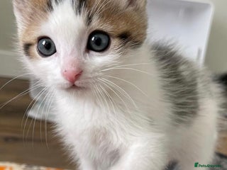 Mixed Breed cats Calico tabby kitten available - Advert 1