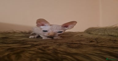 Sphynx cats Sphynx boy kitten for sale - Advert 5