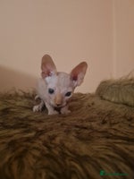 Sphynx cats Sphynx boy kitten for sale - Advert 5