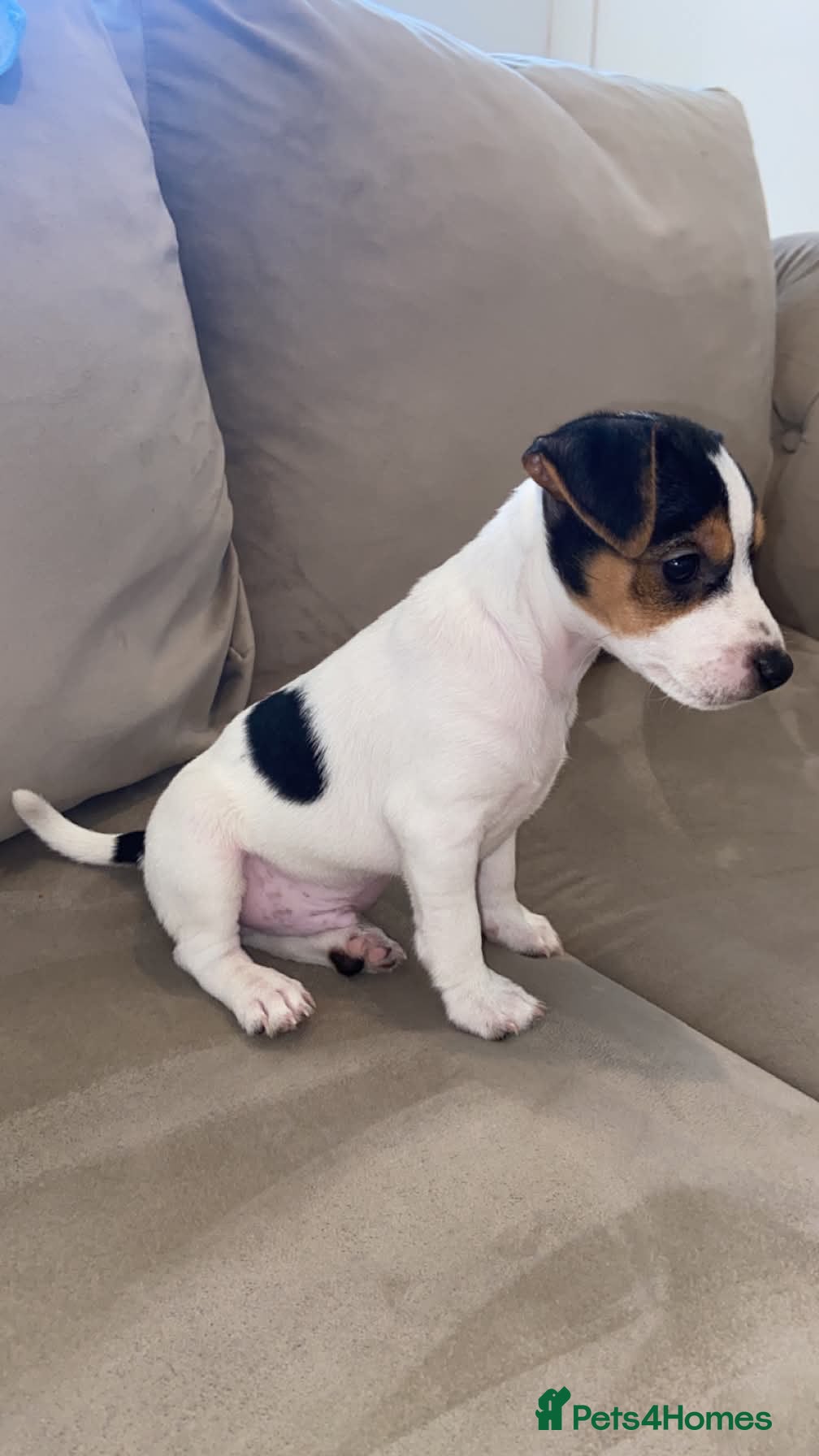Jack Russell dogs 9 week old Jack russel male puppy  - Advert 2