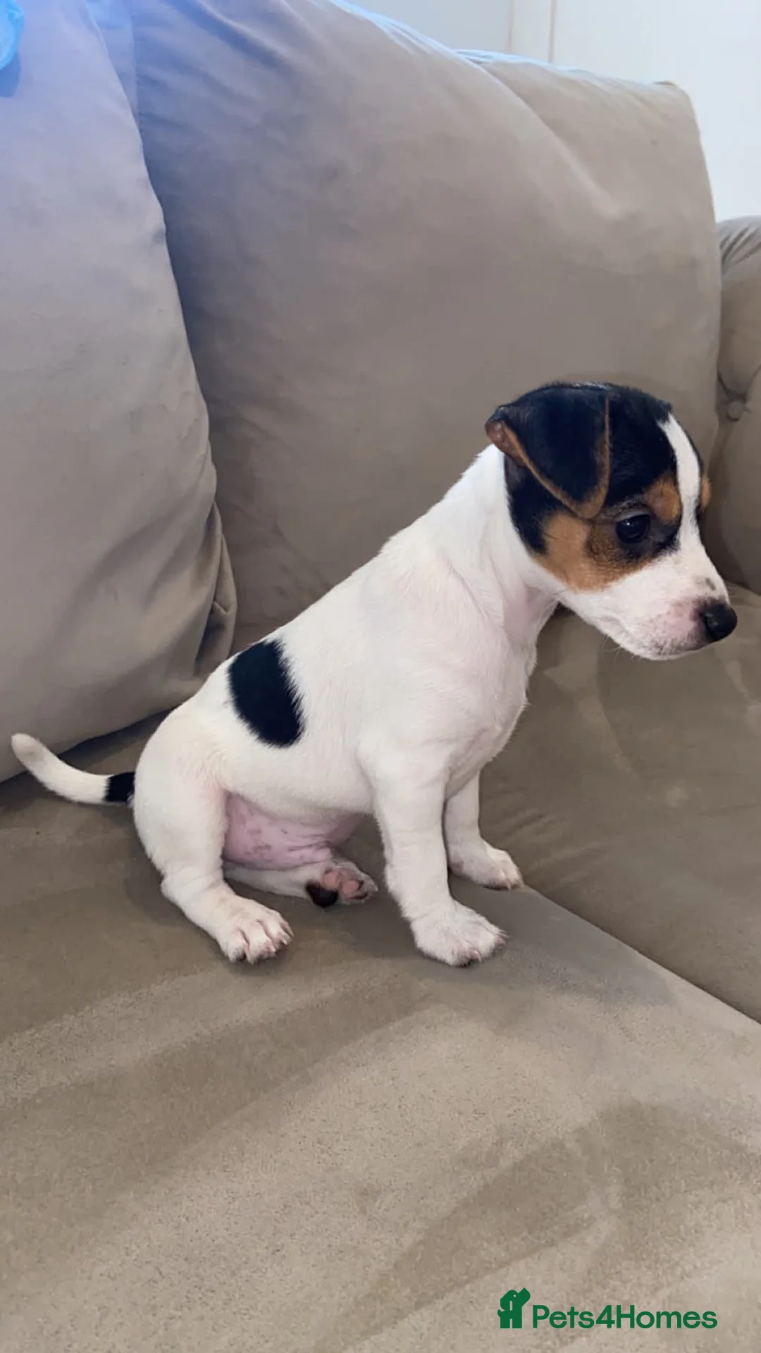 Jack Russell dogs for sale: 9 week old Jack russel male puppy  in Gravesend - Advert 1