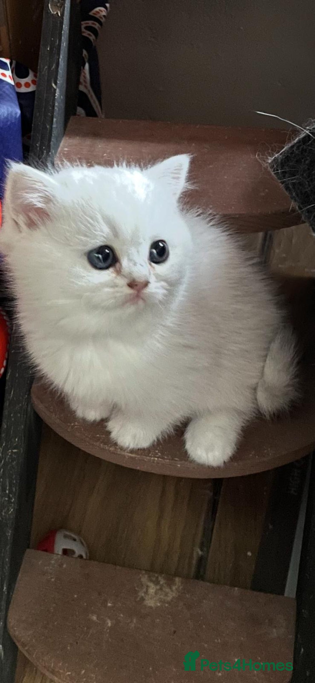 British Shorthair cats for sale: Adorable Tica registered BSH Kittens for sale - Image 9