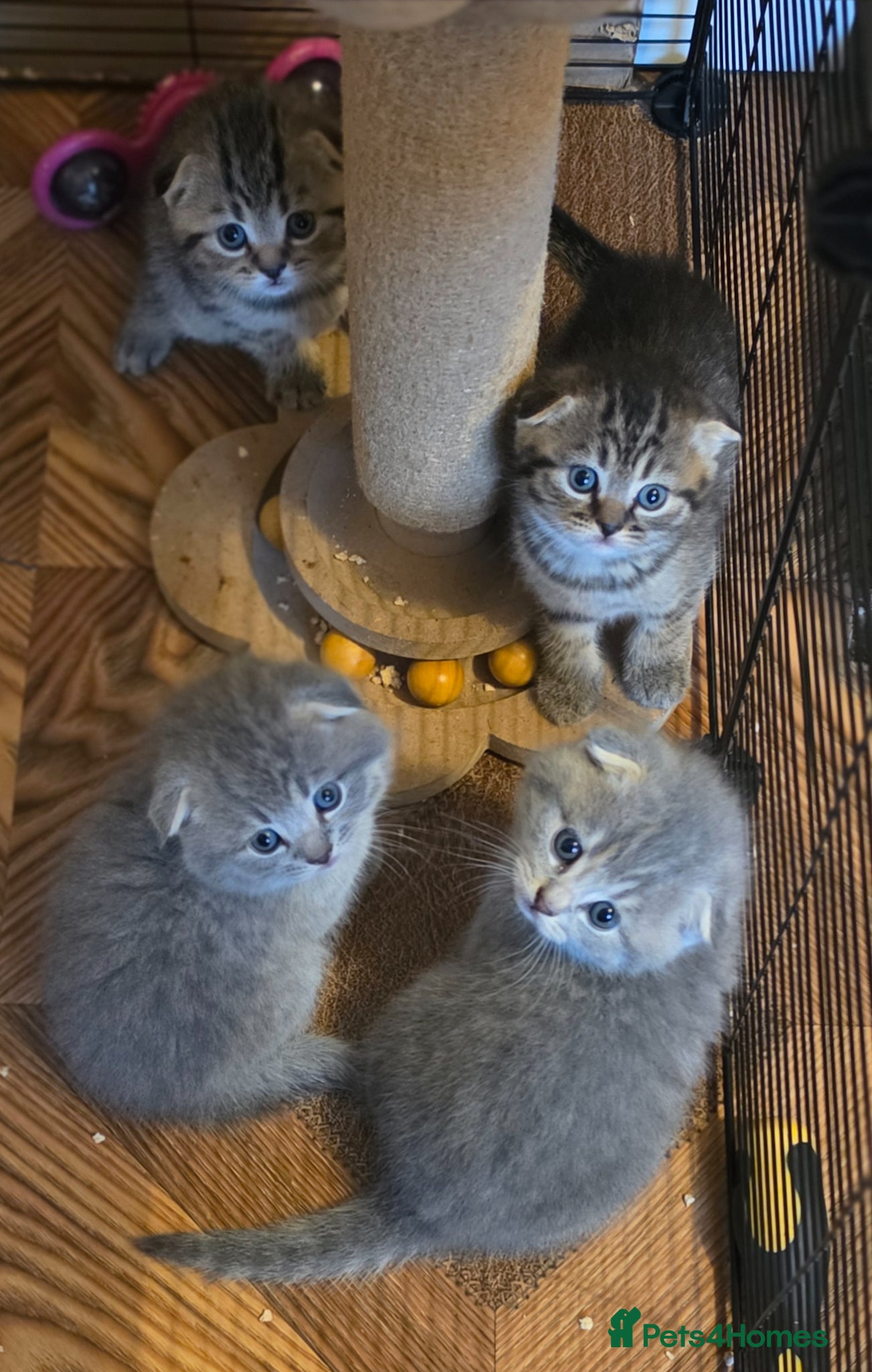 Scottish Fold cats  🥰Scottish folded in a beautiful colour - Advert 5