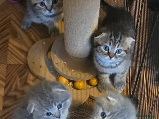 Scottish Fold cats 🥰Scottish folded in a beautiful colour - Advert 5