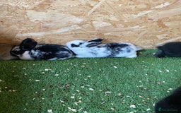 Rex rabbits for sale: Rex rabbits  - Image 2