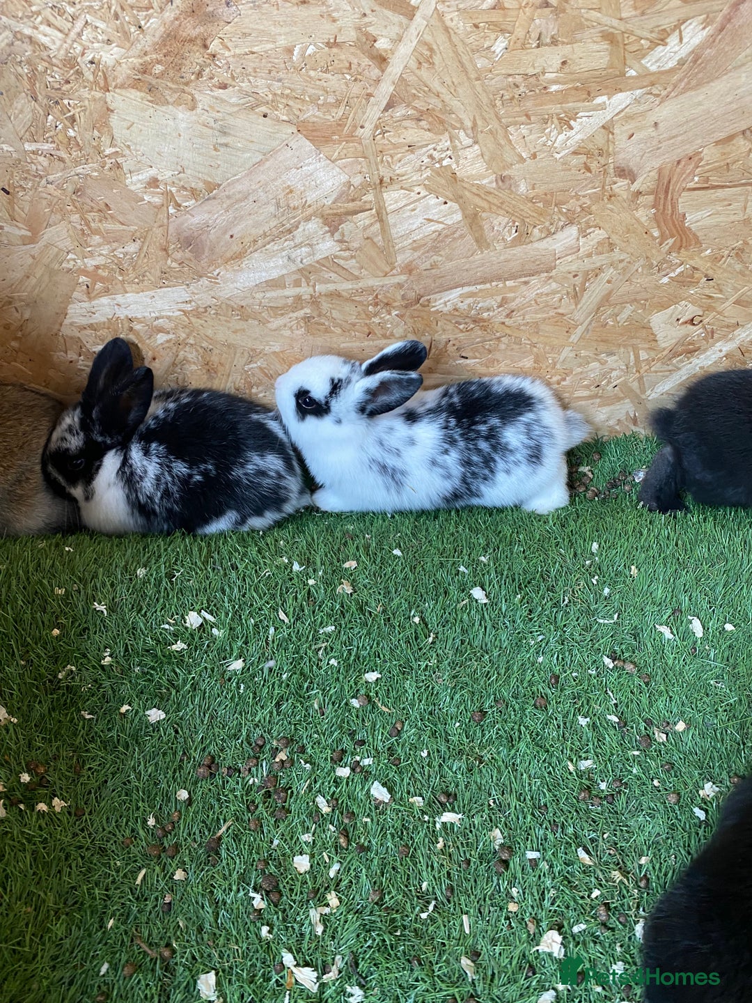 Rex rabbits for sale: Rex rabbits  - Image 2