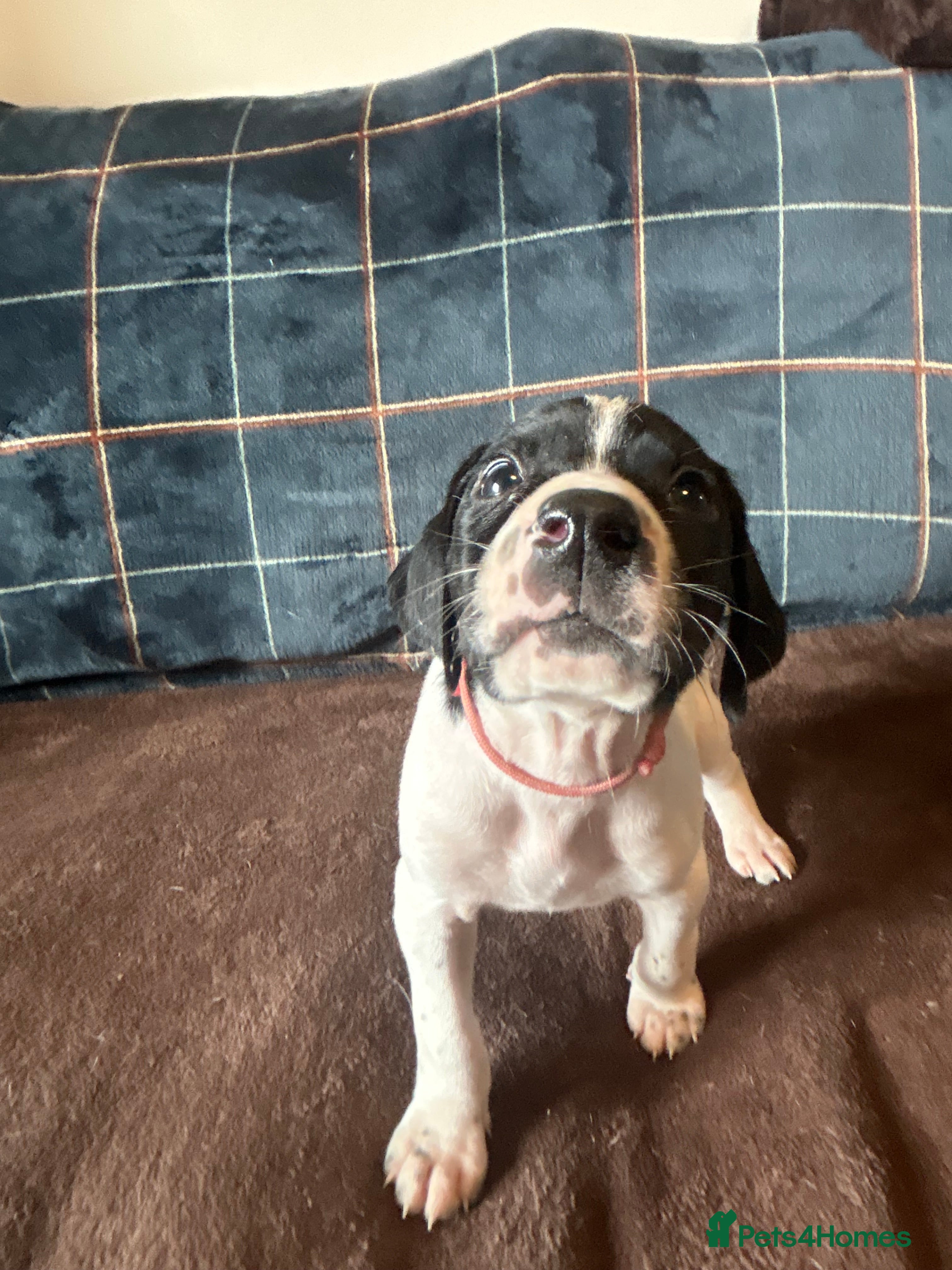 Pointer dogs for sale: KC English Pointer Puppies - Advert 22