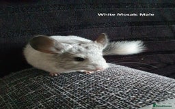 Chinchilla rodents for sale: Chinchillas - 10 weeks old - Advert 5