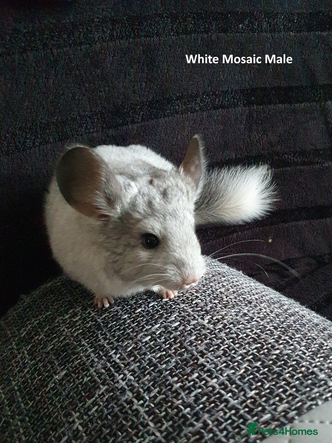 Chinchilla rodents for sale: Chinchillas - 10 weeks old - Advert 5