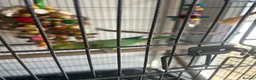 Ringnecks birds for sale: Ringneck & full cage set up  in Basildon - Advert 3