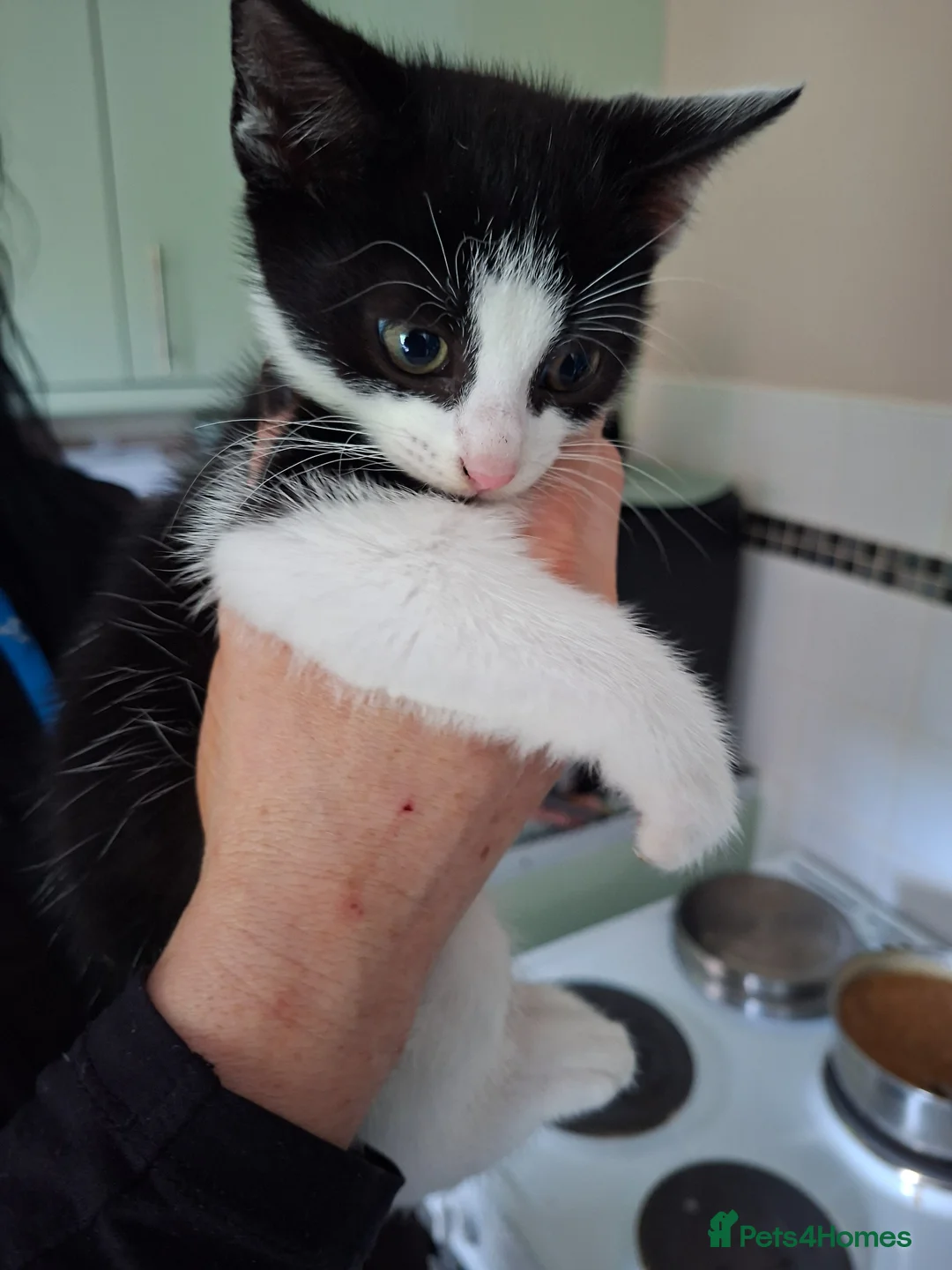 Mixed Breed cats for sale: Kitten for sale - Advert 5