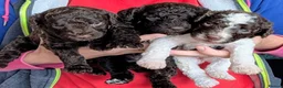 Spanish Water Dog dogs for sale: Spanish water dog  - Advert 8