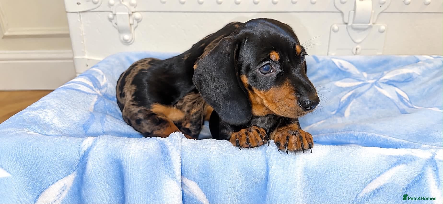 Dachshund dogs for sale: Two beautiful dashund puppies - Advert 20